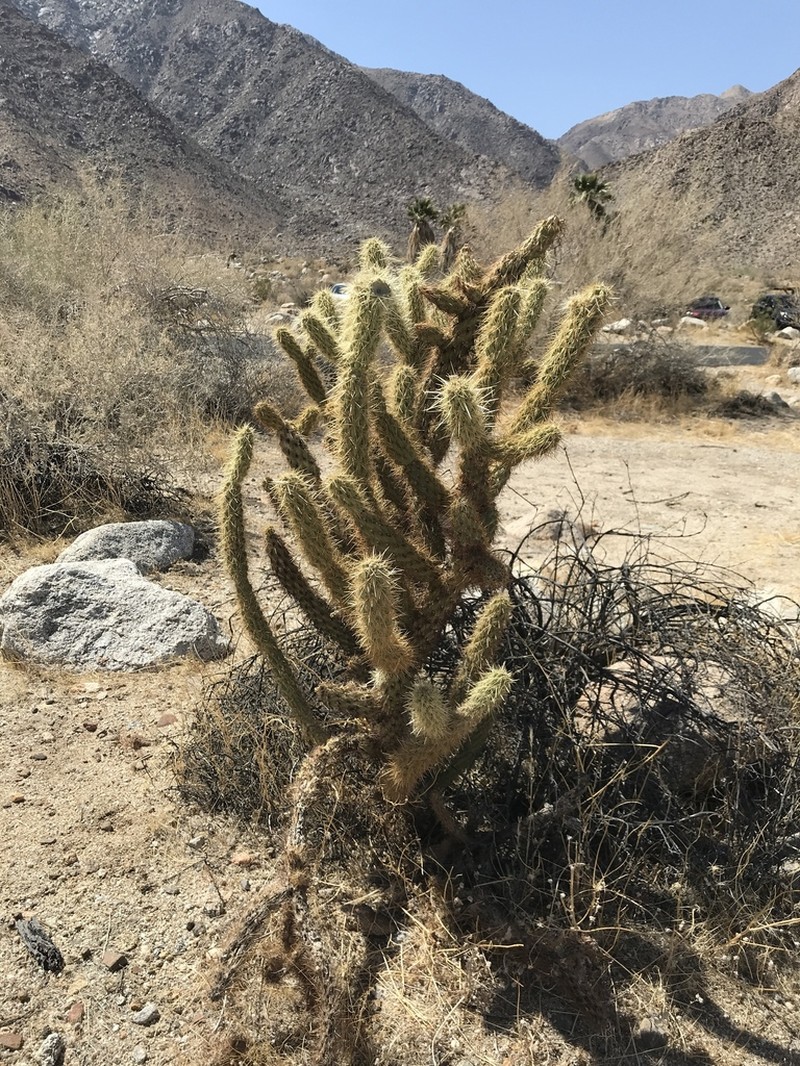 Gander's Buckhorn Cholla photo 6