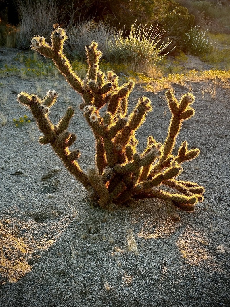 Gander's Buckhorn Cholla photo 7
