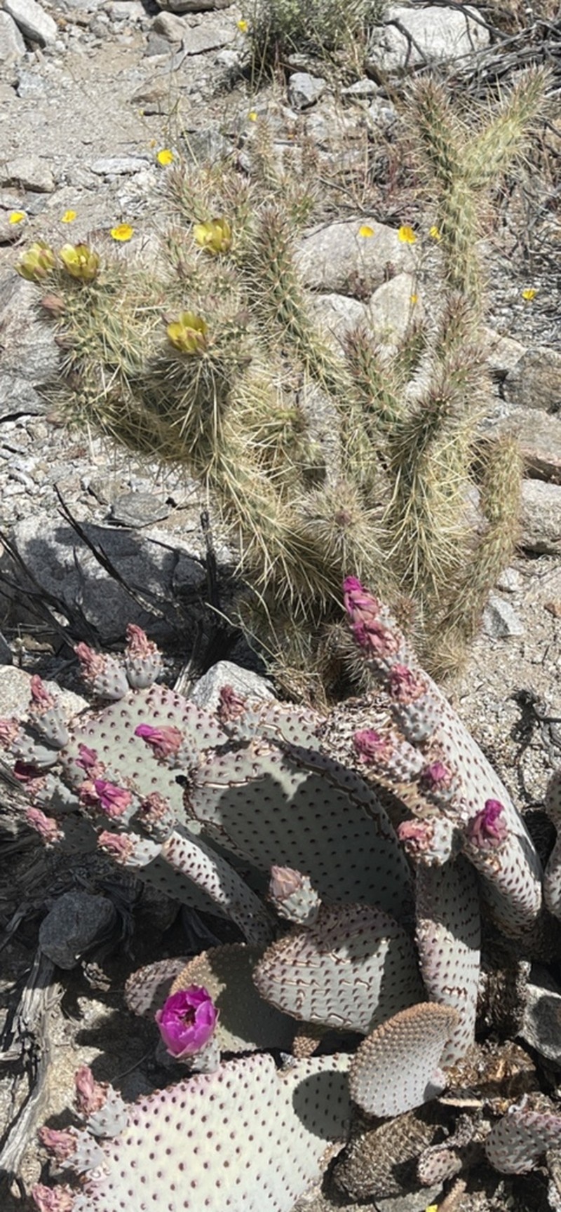 Gander's Buckhorn Cholla photo 8