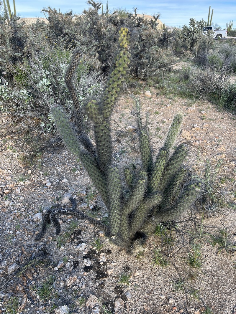 Cylindropuntia ganderi subsp. catavinensis