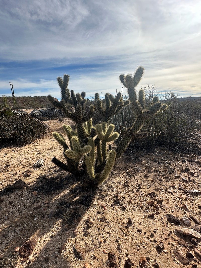 Cylindropuntia ganderi subsp. catavinensis photo 2