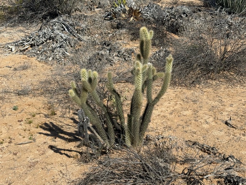 Cylindropuntia ganderi subsp. catavinensis photo 3