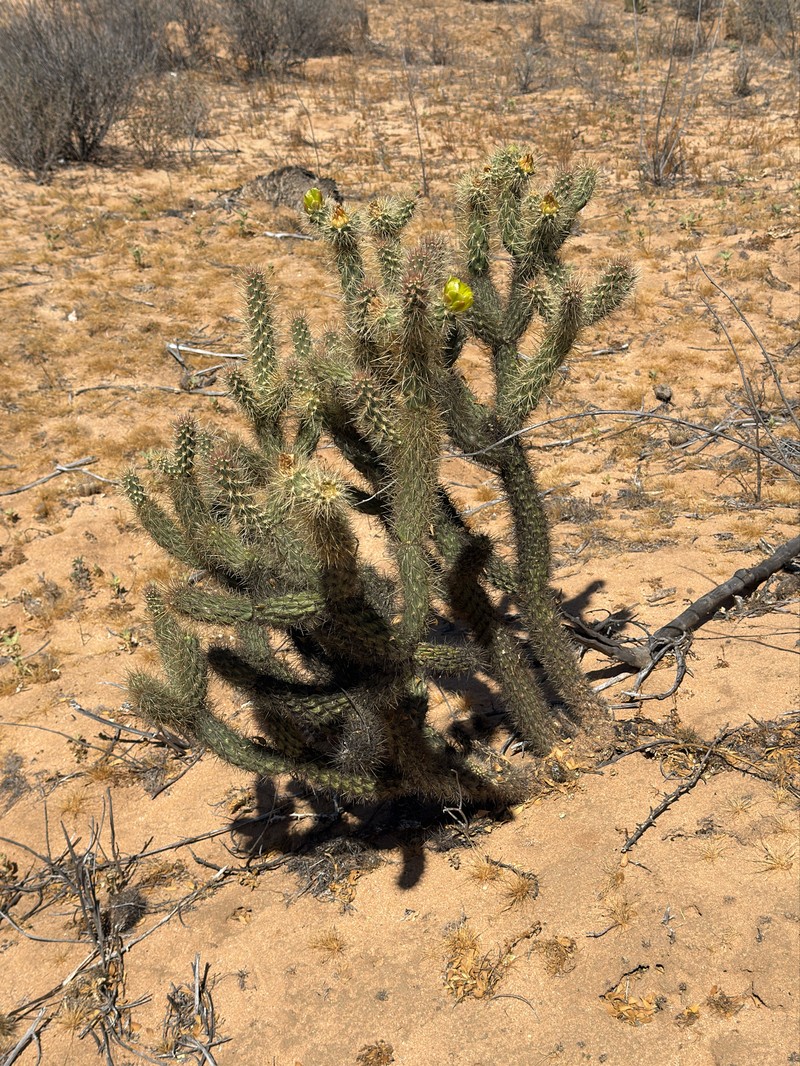 Cylindropuntia ganderi subsp. catavinensis photo 4