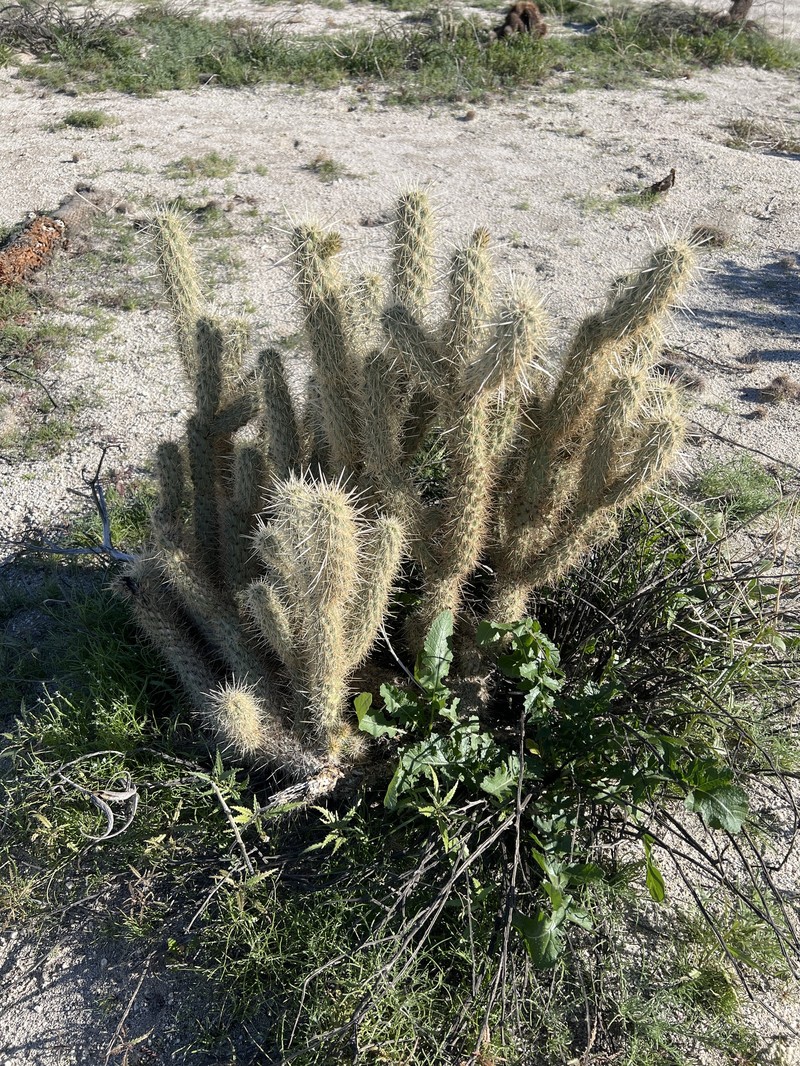 Cylindropuntia ganderi subsp. ganderi photo 2