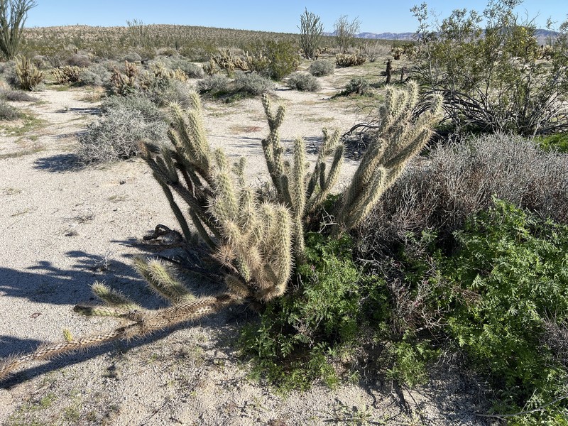 Cylindropuntia ganderi subsp. ganderi photo 3
