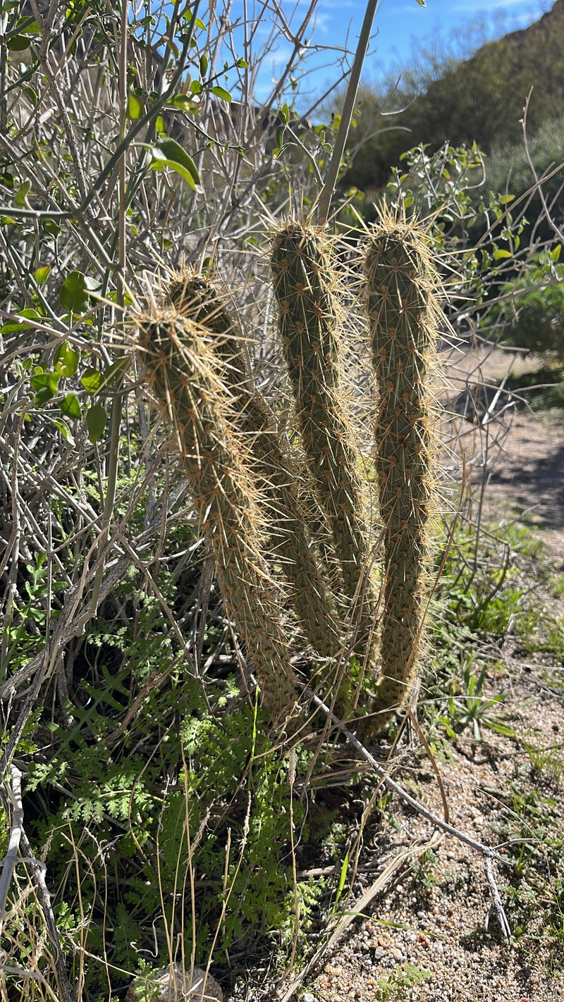 Cylindropuntia ganderi subsp. ganderi photo 4