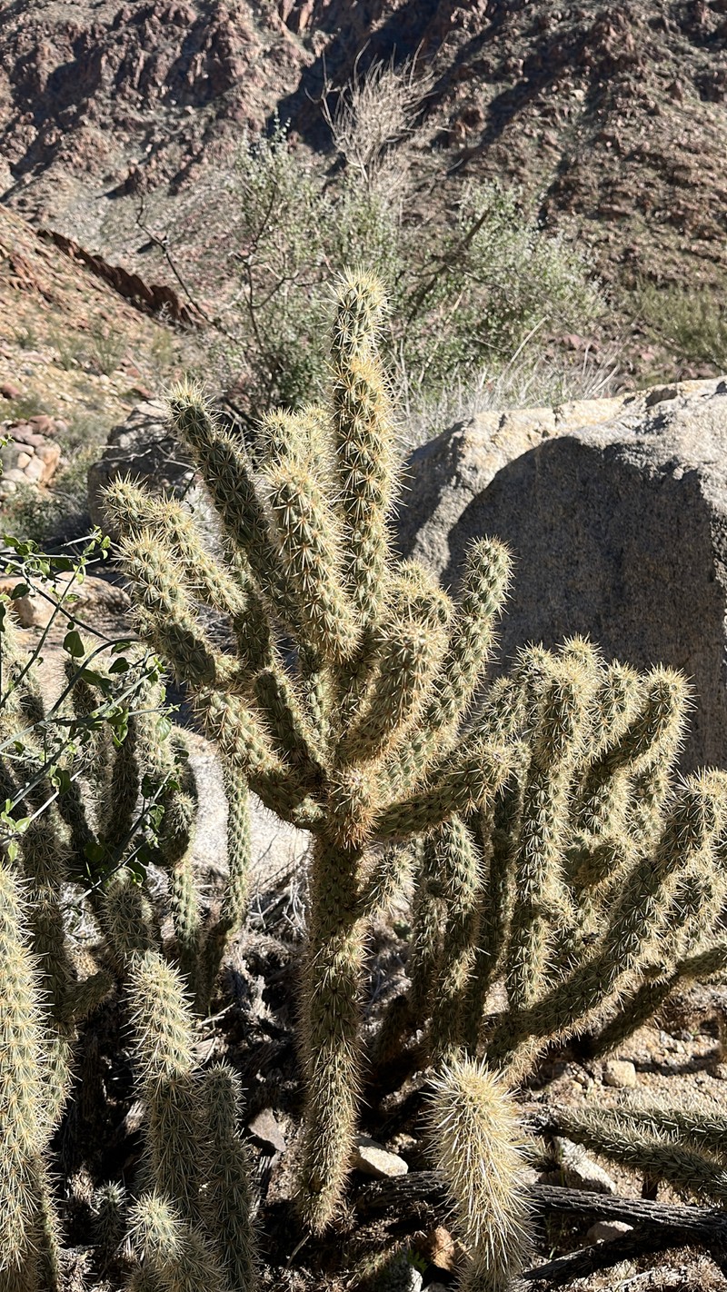 Cylindropuntia ganderi subsp. ganderi photo 5