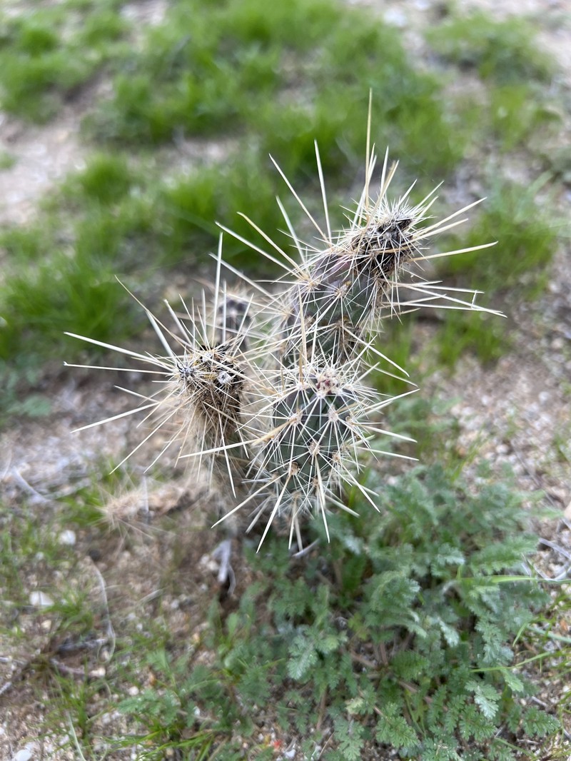 Cylindropuntia ganderi subsp. ganderi photo 6