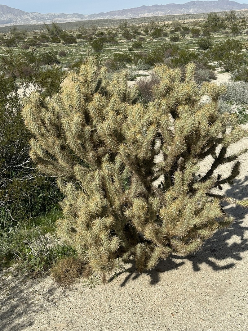 Cylindropuntia ganderi subsp. ganderi photo 7