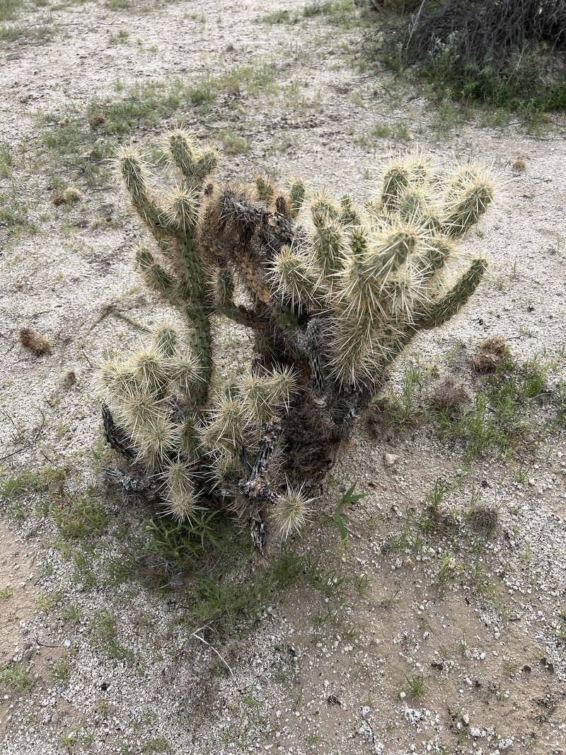 Cylindropuntia ganderi subsp. ganderi photo 8