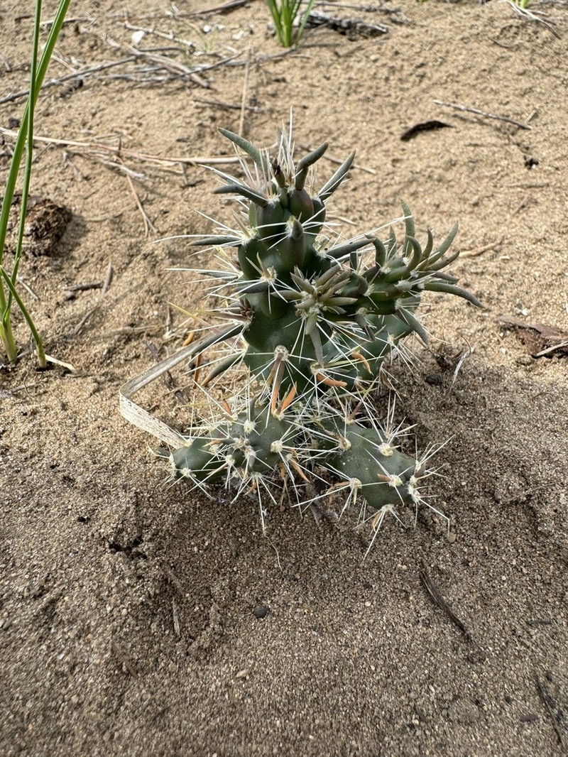 Tree Cholla