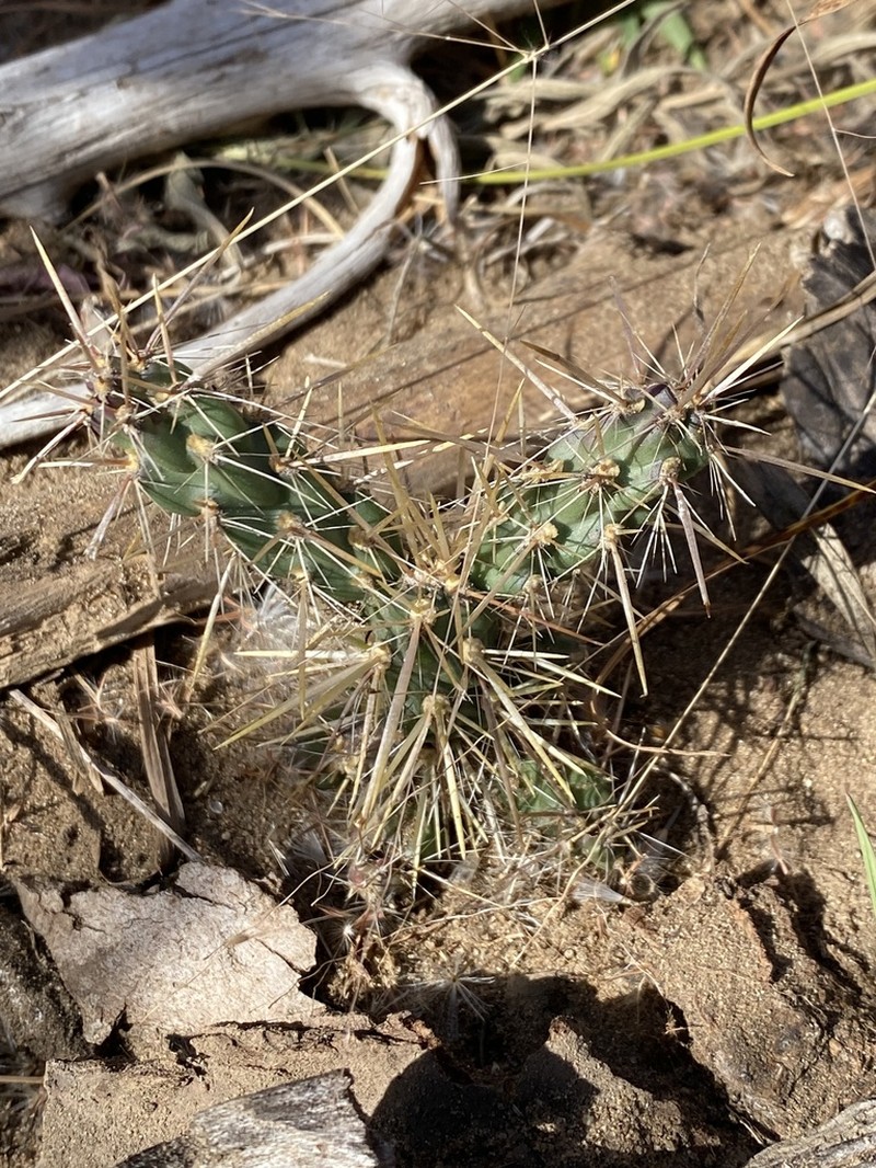 Tree Cholla photo 2