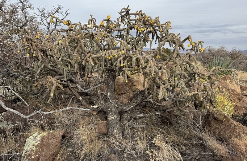 Tree Cholla photo 3