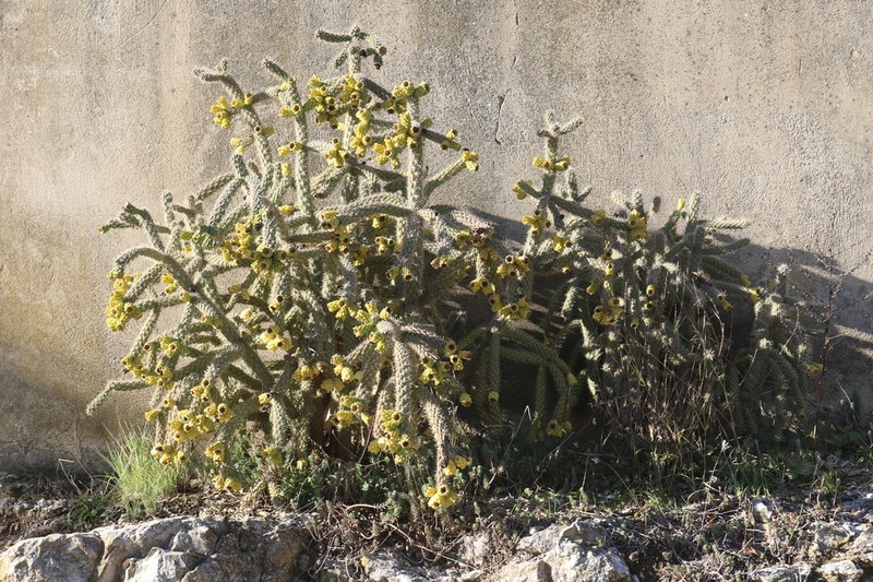 Tree Cholla photo 4