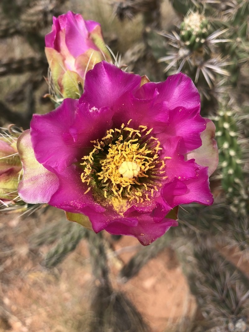 Tree Cholla photo 5