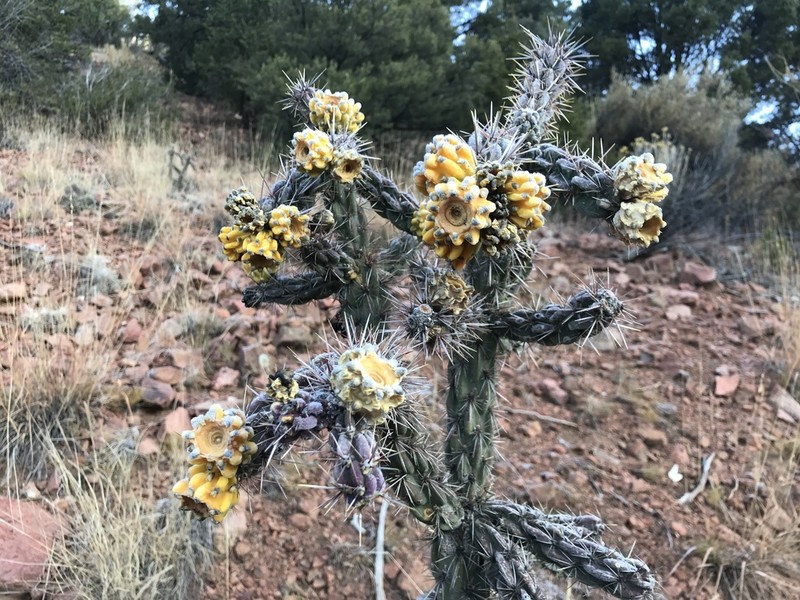 Tree Cholla photo 6
