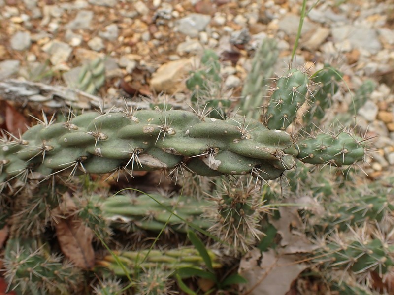 Tree Cholla photo 7