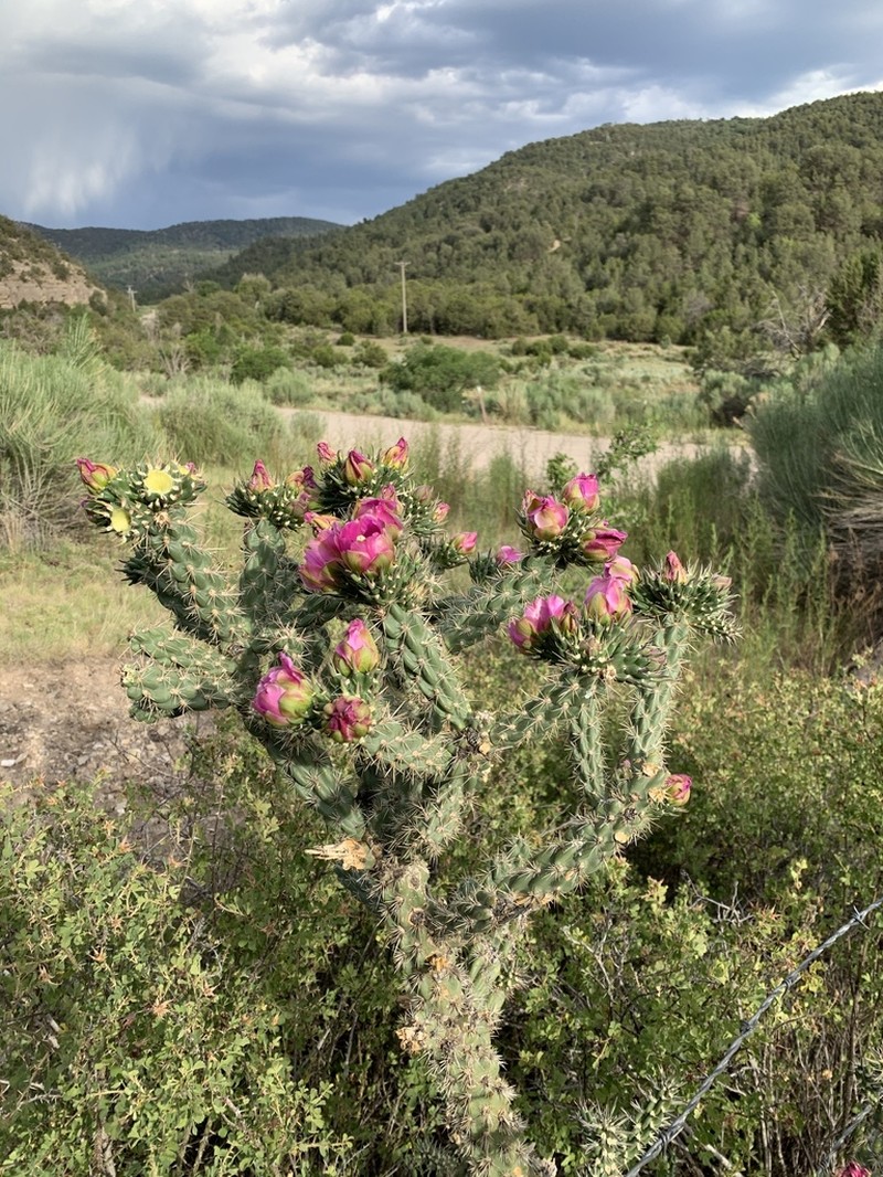 Tree Cholla photo 8