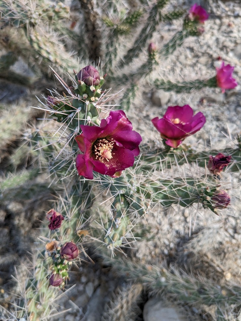 Cylindropuntia imbricata subsp. argentea