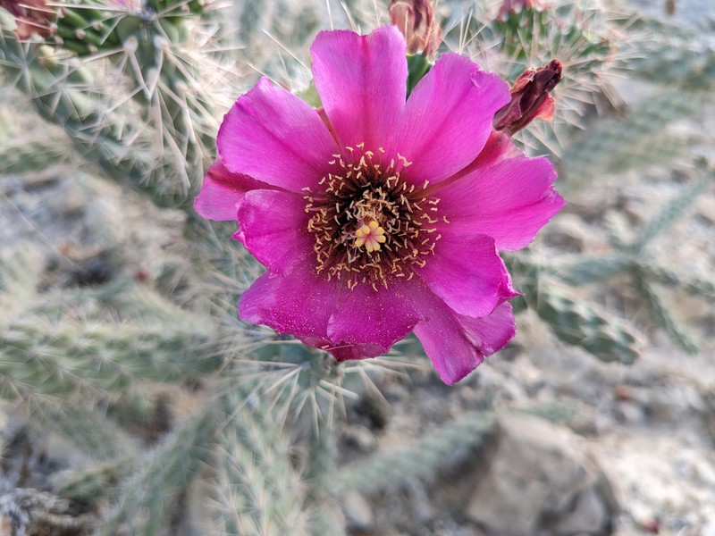 Cylindropuntia imbricata subsp. argentea photo 2