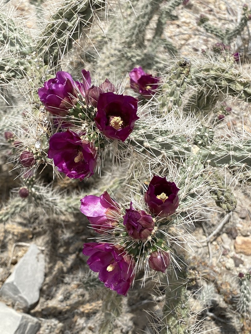 Cylindropuntia imbricata subsp. argentea photo 3