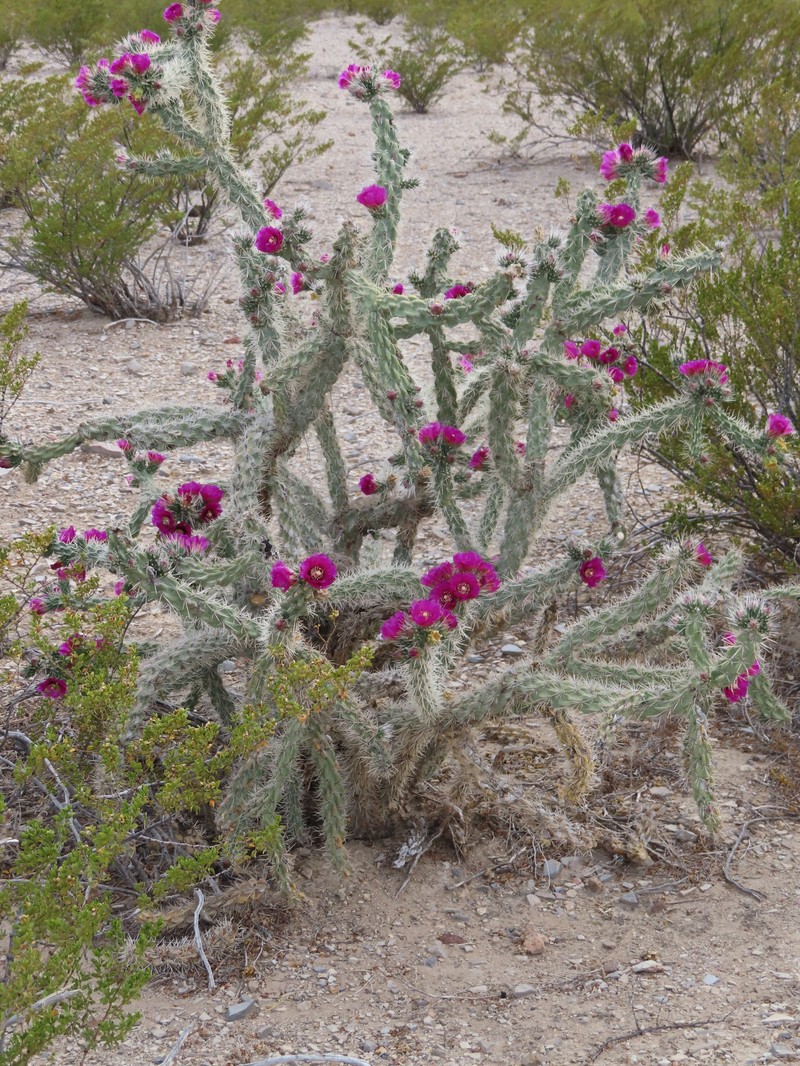 Cylindropuntia imbricata subsp. argentea photo 4