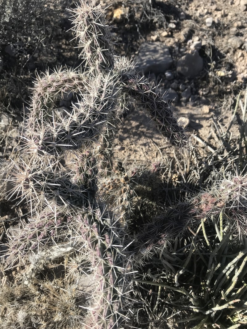 Cylindropuntia imbricata subsp. argentea photo 5