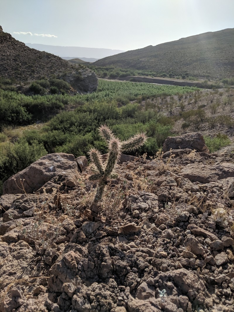 Cylindropuntia imbricata subsp. argentea photo 6