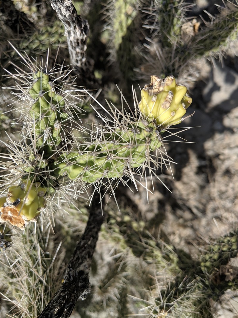 Cylindropuntia imbricata subsp. argentea photo 7