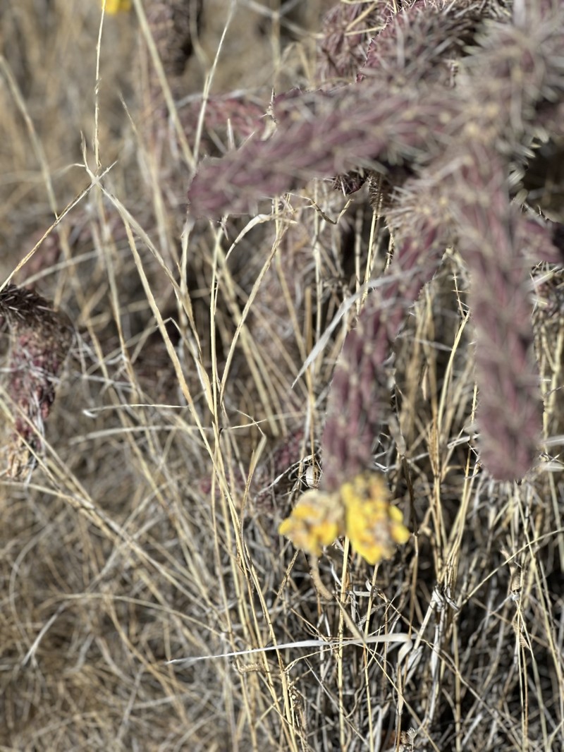 Cylindropuntia imbricata subsp. imbricata