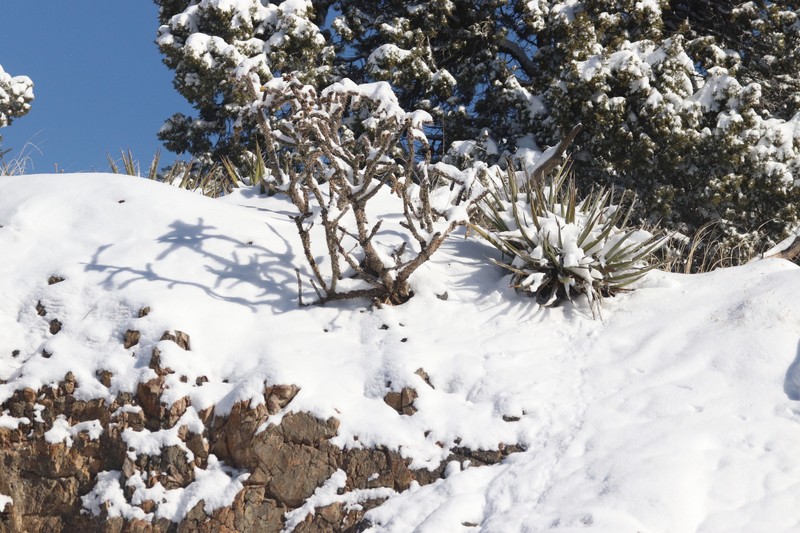 Cylindropuntia imbricata subsp. imbricata photo 2