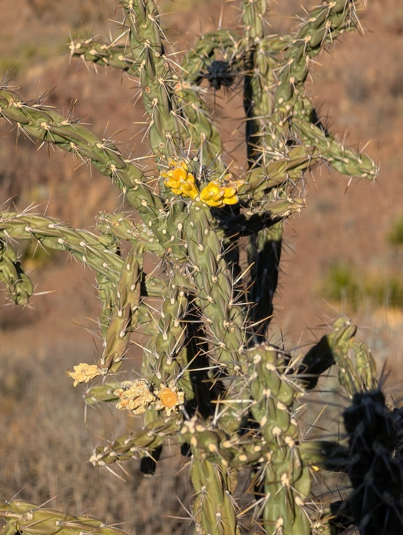 Cylindropuntia imbricata subsp. imbricata photo 3