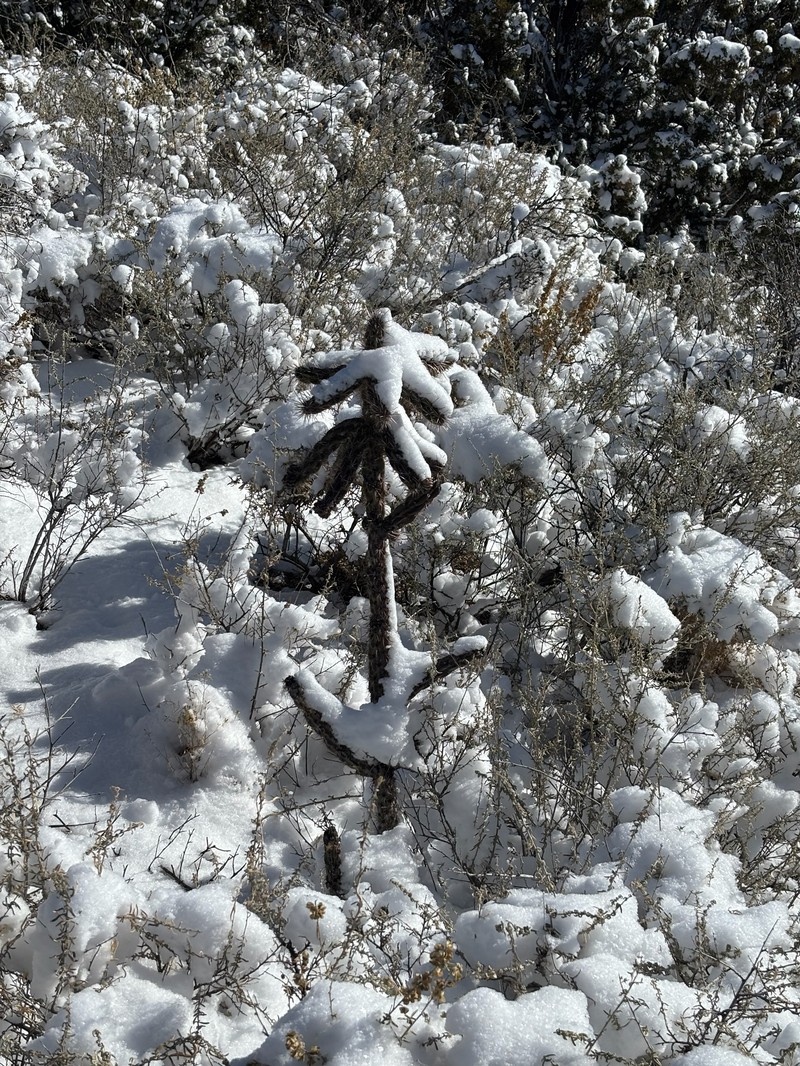 Cylindropuntia imbricata subsp. imbricata photo 4