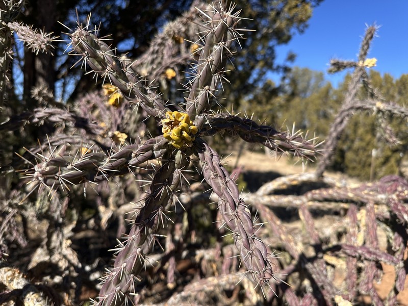 Cylindropuntia imbricata subsp. imbricata photo 5