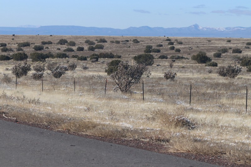 Cylindropuntia imbricata subsp. imbricata photo 6