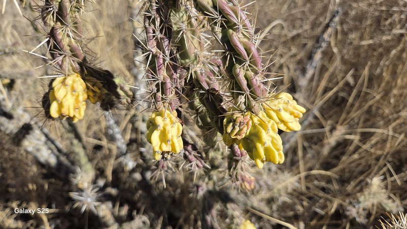 Cylindropuntia imbricata subsp. imbricata photo 8