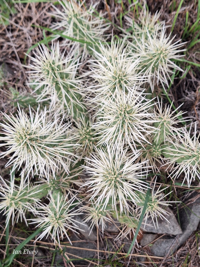 Cylindropuntia imbricata subsp. rosea photo 2
