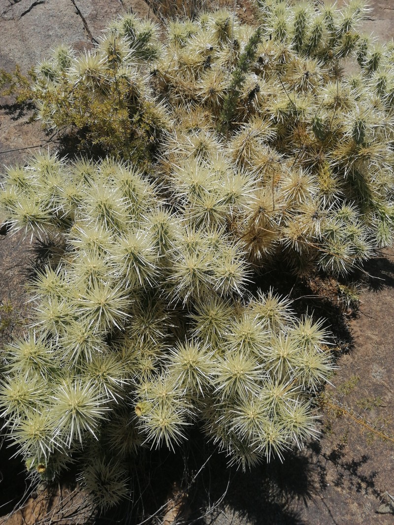 Cylindropuntia imbricata subsp. rosea photo 3