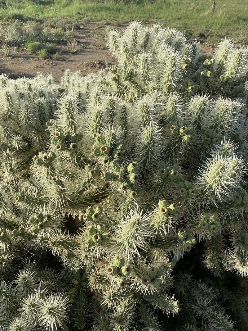 Cylindropuntia imbricata subsp. rosea photo 4