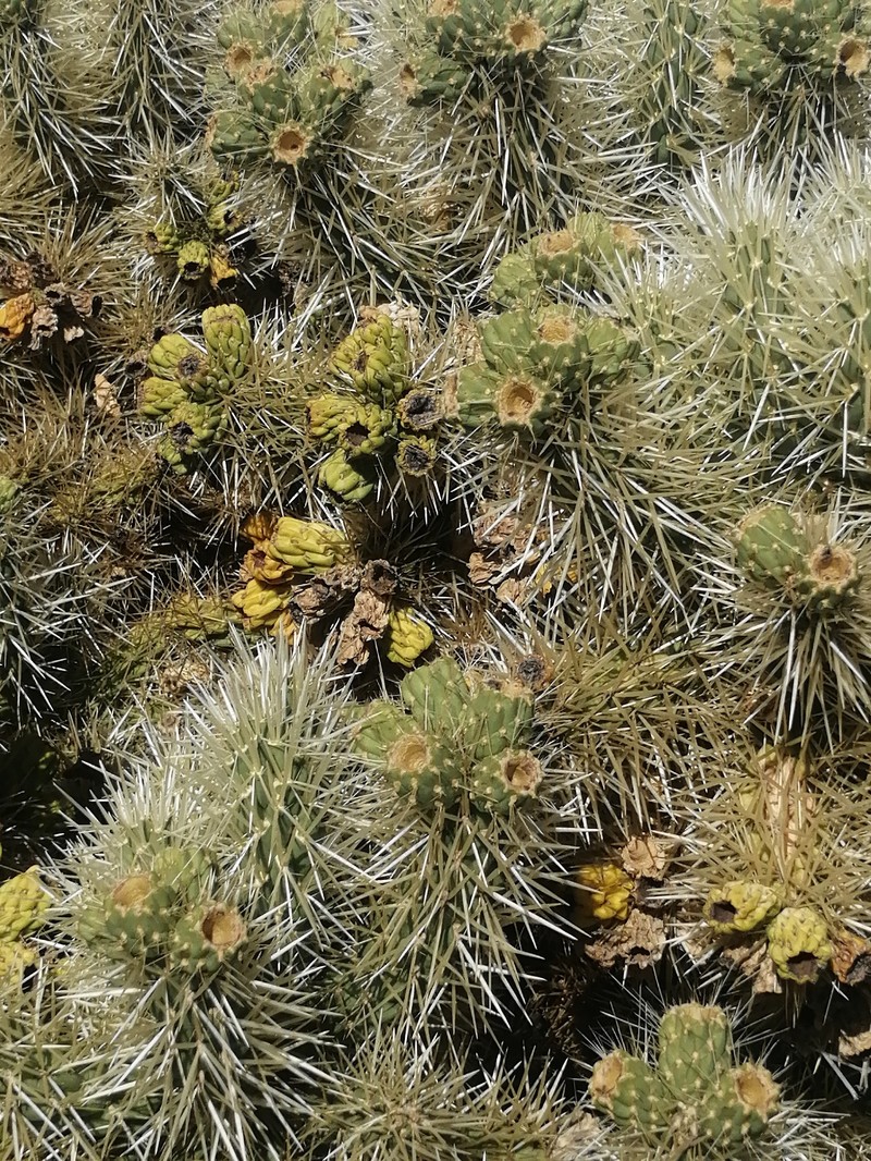 Cylindropuntia imbricata subsp. rosea photo 5
