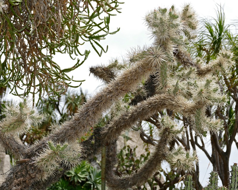 Cylindropuntia imbricata subsp. rosea