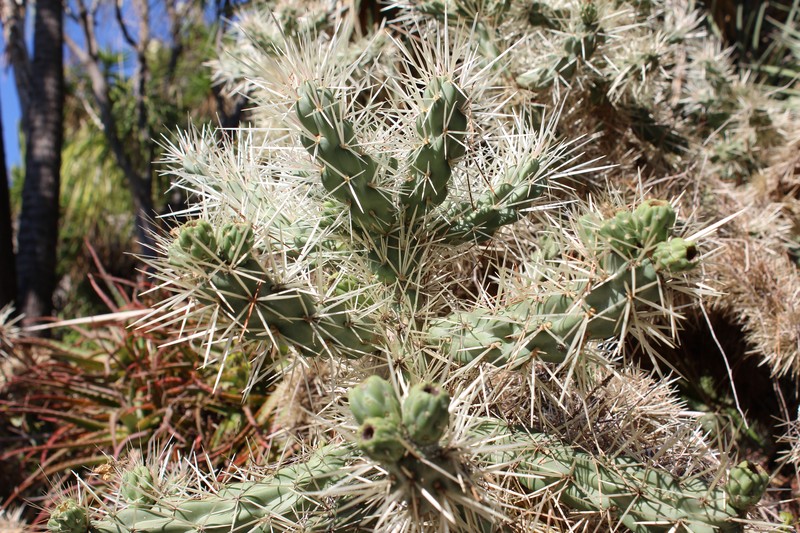 Cylindropuntia imbricata subsp. rosea photo 6