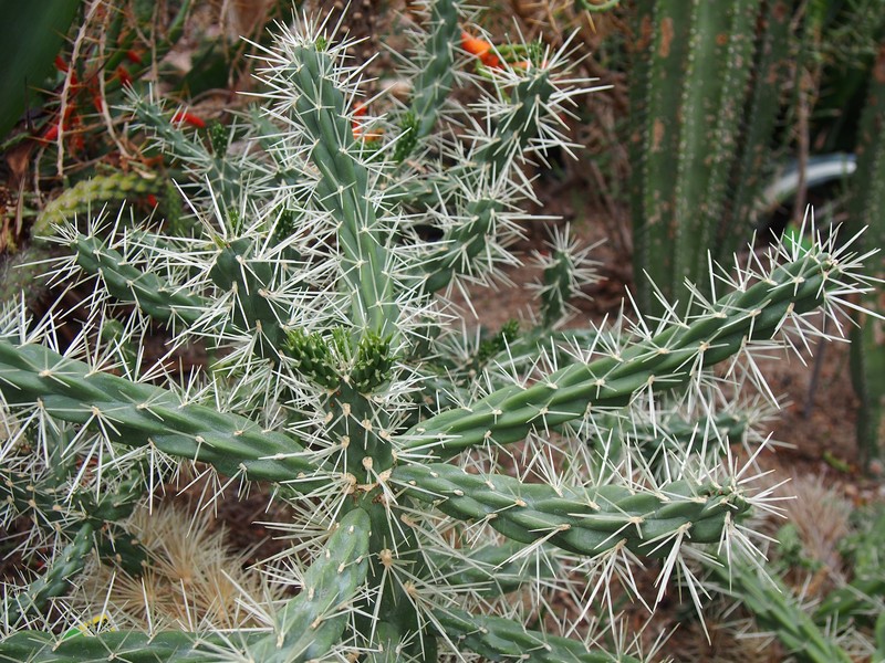 Cylindropuntia imbricata subsp. rosea photo 7