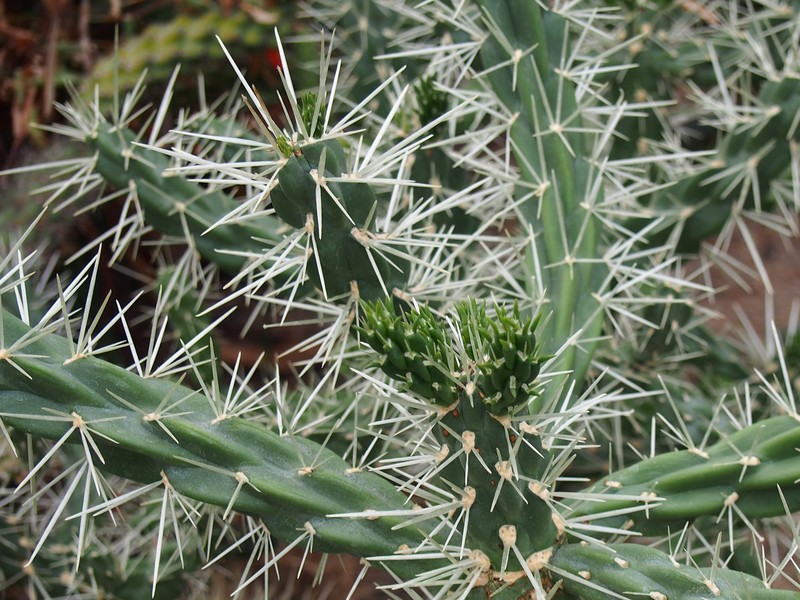 Cylindropuntia imbricata subsp. rosea photo 8