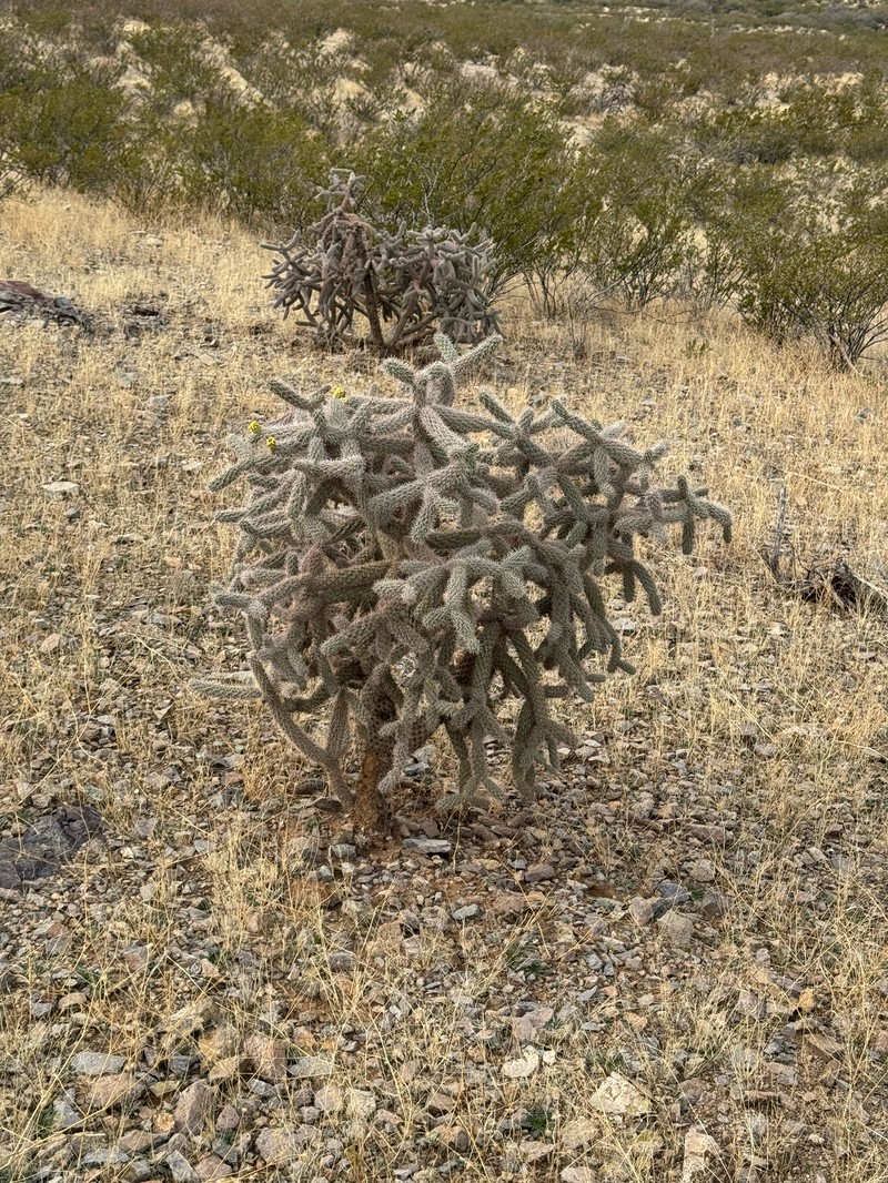 Walkingstick Cactus