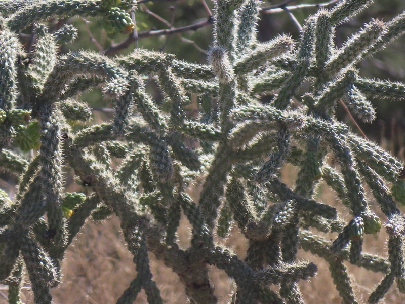 Walkingstick Cactus photo 2