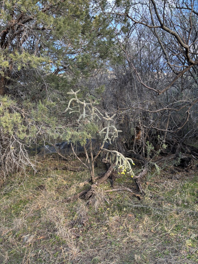Walkingstick Cactus photo 3