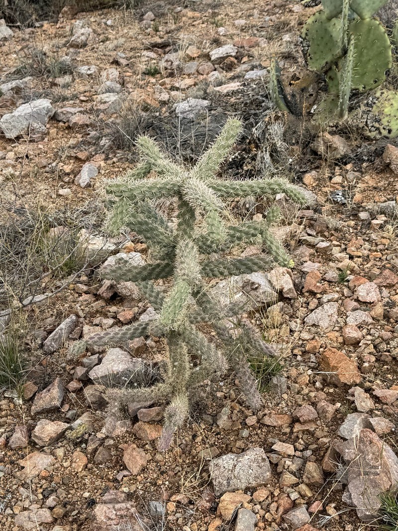 Walkingstick Cactus photo 4