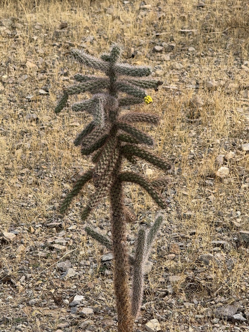 Walkingstick Cactus photo 5