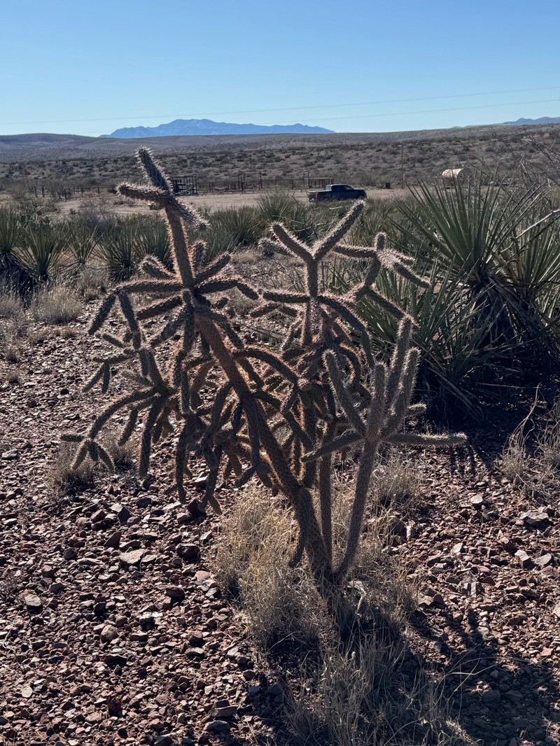 Walkingstick Cactus photo 6